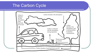 The Carbon Cycle
 