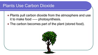 Plants Use Carbon Dioxide
 Plants pull carbon dioxide from the atmosphere and use
it to make food –— photosynthesis.
 The carbon becomes part of the plant (stored food).
 