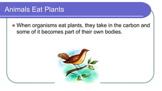Animals Eat Plants
 When organisms eat plants, they take in the carbon and
some of it becomes part of their own bodies.
 