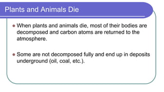 Plants and Animals Die
 When plants and animals die, most of their bodies are
decomposed and carbon atoms are returned to the
atmosphere.
 Some are not decomposed fully and end up in deposits
underground (oil, coal, etc.).
 