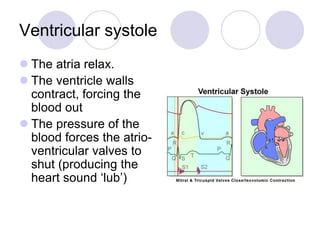 Ventricular systole
 The atria relax.
 The ventricle walls
contract, forcing the
blood out
 The pressure of the
blood forces the atrio-
ventricular valves to
shut (producing the
heart sound ‘lub’)
 