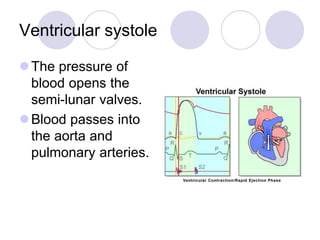 Ventricular systole
The pressure of
blood opens the
semi-lunar valves.
Blood passes into
the aorta and
pulmonary arteries.
 