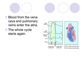  Blood from the vena
cava and pulmonary
veins enter the atria.
 The whole cycle
starts again.
 