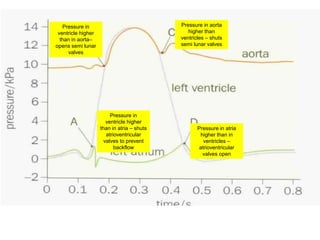 Pressure in
ventricle higher
than in atria – shuts
atrioventricular
valves to prevent
backflow
Pressure in
ventricle higher
than in aorta–
opens semi lunar
valves
Pressure in aorta
higher than
ventricles – shuts
semi lunar valves
Pressure in atria
higher than in
ventricles –
atrioventricular
valves open
 