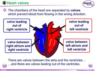 © Boardworks Ltd 2004
4 of 49
The chambers of the heart are separated by valves
which prevent blood from flowing in the wrong direction.
Heart valves
There are valves between the atria and the ventricles…
…and there are valves leading out of the ventricles.
valve between
right atrium and
right ventricle
valve between
left atrium and
left ventricle
valve leading
out of
right ventricle
valve leading
out of
left ventricle
 