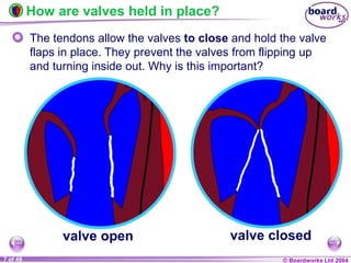 © Boardworks Ltd 2004
7 of 49
How are valves held in place?
The tendons allow the valves to close and hold the valve
flaps in place. They prevent the valves from flipping up
and turning inside out. Why is this important?
valve open valve closed
 