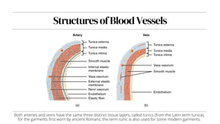 StructuresofBloodVessels
Both arteries and veins have the same three distinct tissue layers, called tunics (from the Latin term tunica),
for the garments first worn by ancient Romans; the term tunic is also used for some modern garments.
 