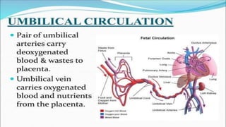 the-cardiovascular-system-Blood-vessels-and-circulation.pdf