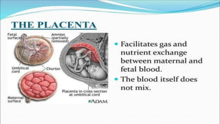 the-cardiovascular-system-Blood-vessels-and-circulation.pdf