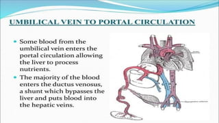 the-cardiovascular-system-Blood-vessels-and-circulation.pdf