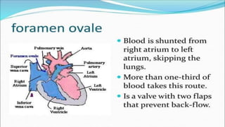 the-cardiovascular-system-Blood-vessels-and-circulation.pdf