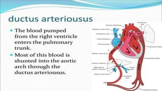 the-cardiovascular-system-Blood-vessels-and-circulation.pdf