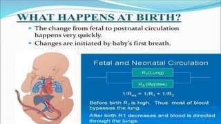 the-cardiovascular-system-Blood-vessels-and-circulation.pdf