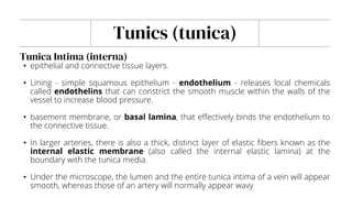 Tunics (tunica)
• epithelial and connective tissue layers.
• Lining - simple squamous epithelium - endothelium - releases local chemicals
called endothelins that can constrict the smooth muscle within the walls of the
vessel to increase blood pressure.
• basement membrane, or basal lamina, that effectively binds the endothelium to
the connective tissue.
• In larger arteries, there is also a thick, distinct layer of elastic fibers known as the
internal elastic membrane (also called the internal elastic lamina) at the
boundary with the tunica media.
• Under the microscope, the lumen and the entire tunica intima of a vein will appear
smooth, whereas those of an artery will normally appear wavy
Tunica Intima (interna)
 