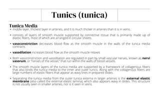 Tunics (tunica)
• middle layer, thickest layer in arteries, and it is much thicker in arteries than it is in veins.
• consists of layers of smooth muscle supported by connective tissue that is primarily made up of
elastic fibers, most of which are arranged in circular sheets.
• vasoconstriction decreases blood flow as the smooth muscle in the walls of the tunica media
contracts
• vasodilation increases blood flow as the smooth muscle relaxes
• Both vasoconstriction and vasodilation are regulated in part by small vascular nerves, known as nervi
vasorum, or “nerves of the vessel,” that run within the walls of blood vessels.
• The smooth muscle layers of the tunica media are supported by a framework of collagenous fibers
that also binds the tunica media to the inner and outer tunics. Along with the collagenous fibers are
large numbers of elastic fibers that appear as wavy lines in prepared slides.
• Separating the tunica media from the outer tunica externa in larger arteries is the external elastic
membrane (also called the external elastic lamina), which also appears wavy in slides. This structure
is not usually seen in smaller arteries, nor is it seen in veins.
Tunica Media
 