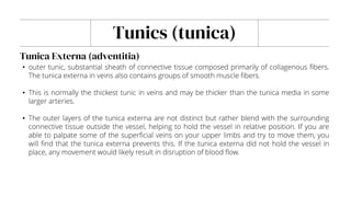 Tunics (tunica)
• outer tunic, substantial sheath of connective tissue composed primarily of collagenous fibers.
The tunica externa in veins also contains groups of smooth muscle fibers.
• This is normally the thickest tunic in veins and may be thicker than the tunica media in some
larger arteries.
• The outer layers of the tunica externa are not distinct but rather blend with the surrounding
connective tissue outside the vessel, helping to hold the vessel in relative position. If you are
able to palpate some of the superficial veins on your upper limbs and try to move them, you
will find that the tunica externa prevents this. If the tunica externa did not hold the vessel in
place, any movement would likely result in disruption of blood flow.
Tunica Externa (adventitia)
 