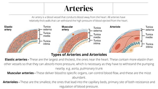 Arteries
An artery is a blood vessel that conducts blood away from the heart. All arteries have
relatively thick walls that can withstand the high pressure of blood ejected from the heart.
Types of Arteries and Arterioles
Elastic arteries - These are the largest and thickest, the ones near the heart. These contain more elastin than
other vessels so that they can absorb more pressure, which is necessary as they have to withstand the pumping
nearby. e.g. aorta, pulmonary trunk
Muscular arteries - These deliver blood to specific organs, can control blood flow, and these are the most
abundant.
Arterioles - These are the smallest, the ones that lead into the capillary beds, primary site of both resistance and
regulation of blood pressure.
 
