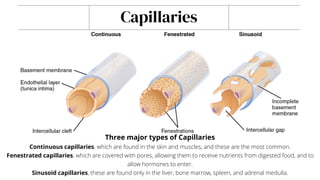 Capillaries
Three major types of Capillaries
Continuous capillaries, which are found in the skin and muscles, and these are the most common.
Fenestrated capillaries, which are covered with pores, allowing them to receive nutrients from digested food, and to
allow hormones to enter.
Sinusoid capillaries, these are found only in the liver, bone marrow, spleen, and adrenal medulla.
 