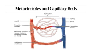 MetarteriolesandCapillaryBeds
 