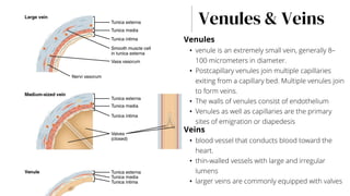 Venules & Veins
Venules
• venule is an extremely small vein, generally 8–
100 micrometers in diameter.
• Postcapillary venules join multiple capillaries
exiting from a capillary bed. Multiple venules join
to form veins.
• The walls of venules consist of endothelium
• Venules as well as capillaries are the primary
sites of emigration or diapedesis
Veins
• blood vessel that conducts blood toward the
heart.
• thin-walled vessels with large and irregular
lumens
• larger veins are commonly equipped with valves
 