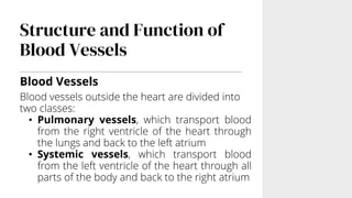 Structure and Function of
Blood Vessels
Blood Vessels
Blood vessels outside the heart are divided into
two classes:
• Pulmonary vessels, which transport blood
from the right ventricle of the heart through
the lungs and back to the left atrium
• Systemic vessels, which transport blood
from the left ventricle of the heart through all
parts of the body and back to the right atrium
 