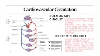 CardiovascularCirculation
PULMUNARY
CIRCUIT
SYSTEMIC CIRCUIT
• arteries provide blood rich in
oxygen to the body’s tissues.
• blood returned to the heart
through systemic veins has less
oxygen, since much of the oxygen
carried by the arteries has been
delivered to the cells.
• arteries carry blood low in oxygen
exclusively to the lungs for gas
exchange.
• Pulmonary veins then return
freshly oxygenated blood from
the lungs to the heart to be
pumped back out into systemic
circulation.
 