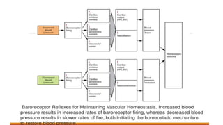 the-cardiovascular-system-Blood-vessels-and-circulation.pdf