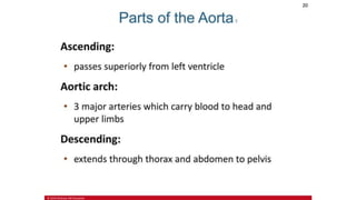 the-cardiovascular-system-Blood-vessels-and-circulation.pdf
