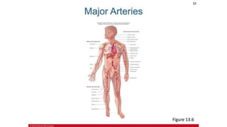 the-cardiovascular-system-Blood-vessels-and-circulation.pdf