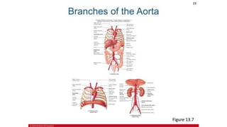 the-cardiovascular-system-Blood-vessels-and-circulation.pdf