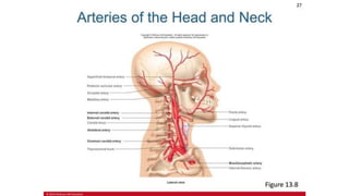 the-cardiovascular-system-Blood-vessels-and-circulation.pdf