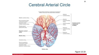 the-cardiovascular-system-Blood-vessels-and-circulation.pdf