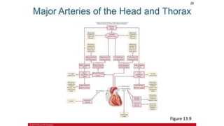 the-cardiovascular-system-Blood-vessels-and-circulation.pdf