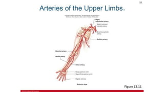 the-cardiovascular-system-Blood-vessels-and-circulation.pdf
