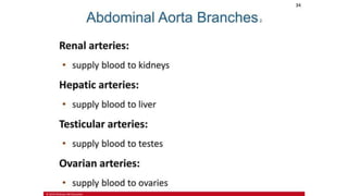 the-cardiovascular-system-Blood-vessels-and-circulation.pdf