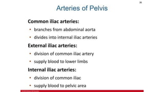 the-cardiovascular-system-Blood-vessels-and-circulation.pdf
