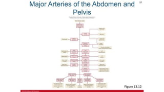 the-cardiovascular-system-Blood-vessels-and-circulation.pdf