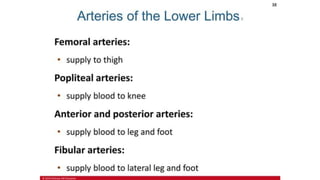 the-cardiovascular-system-Blood-vessels-and-circulation.pdf