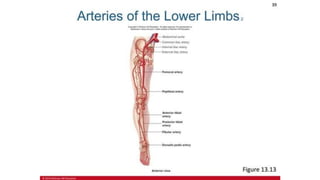 the-cardiovascular-system-Blood-vessels-and-circulation.pdf