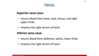 the-cardiovascular-system-Blood-vessels-and-circulation.pdf