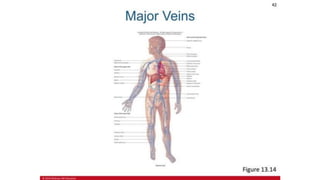 the-cardiovascular-system-Blood-vessels-and-circulation.pdf