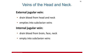 the-cardiovascular-system-Blood-vessels-and-circulation.pdf