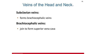 the-cardiovascular-system-Blood-vessels-and-circulation.pdf