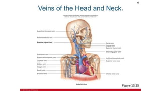 the-cardiovascular-system-Blood-vessels-and-circulation.pdf