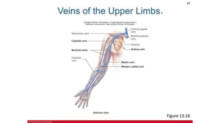 the-cardiovascular-system-Blood-vessels-and-circulation.pdf