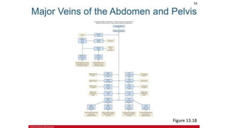 the-cardiovascular-system-Blood-vessels-and-circulation.pdf
