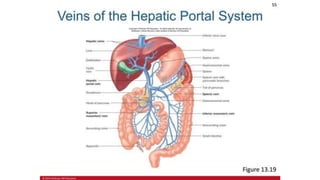 the-cardiovascular-system-Blood-vessels-and-circulation.pdf
