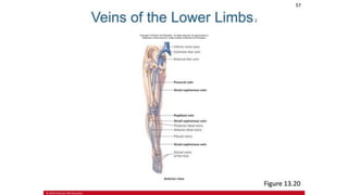 the-cardiovascular-system-Blood-vessels-and-circulation.pdf