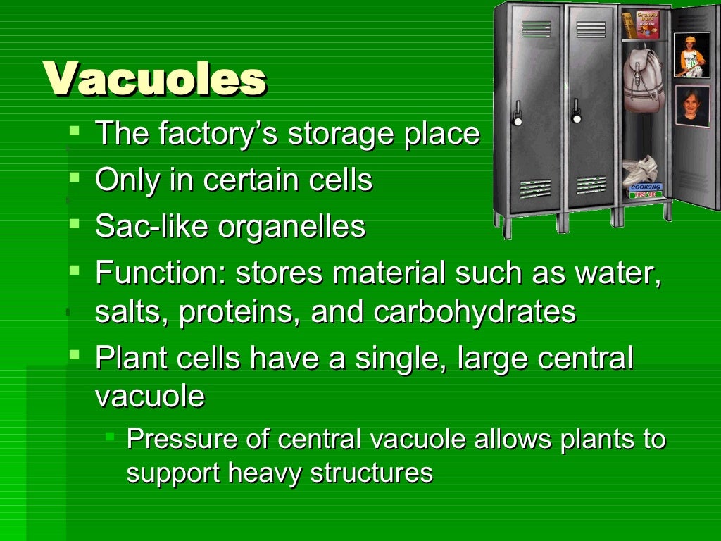 The Cell Factory