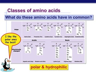 AP Biology
Classes of amino acids
What do these amino acids have in common?
polar & hydrophilic
I like the
polar ones
the best!
 